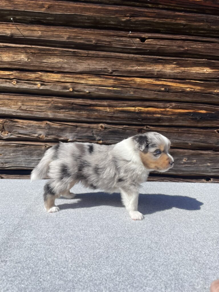 Valpbild