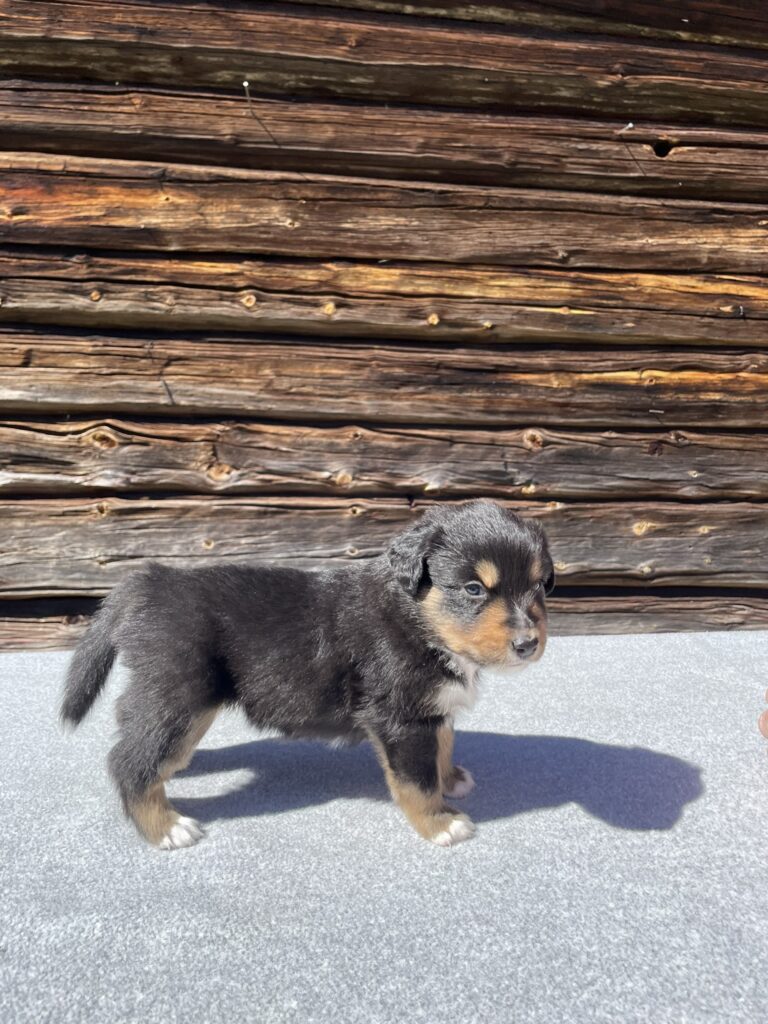 Valpbild