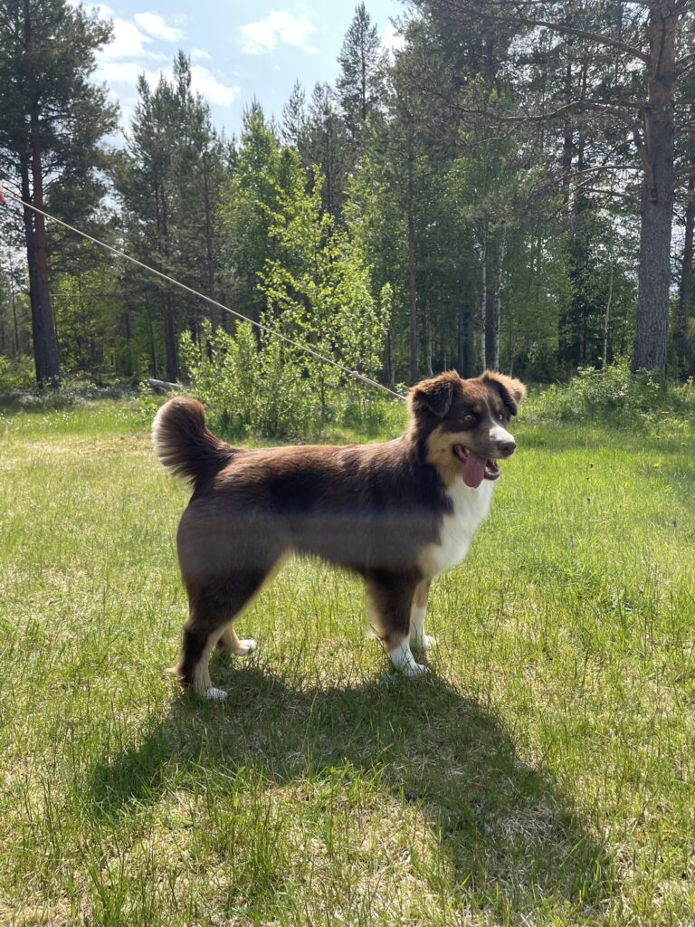 MAS röd tri