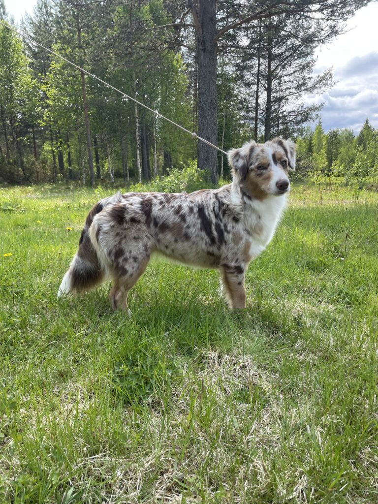 MAS red merle