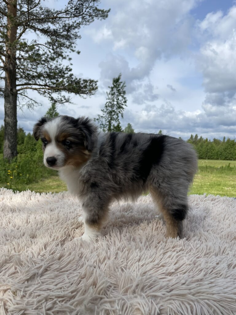 Valp på bord