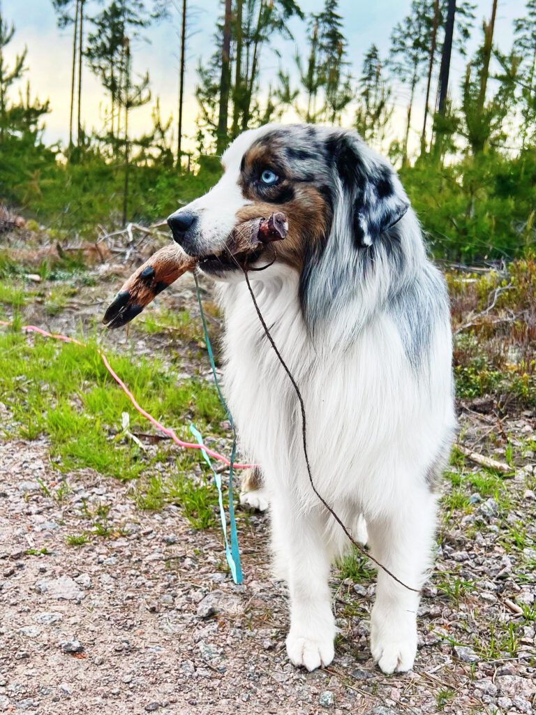 Hund med klöv
