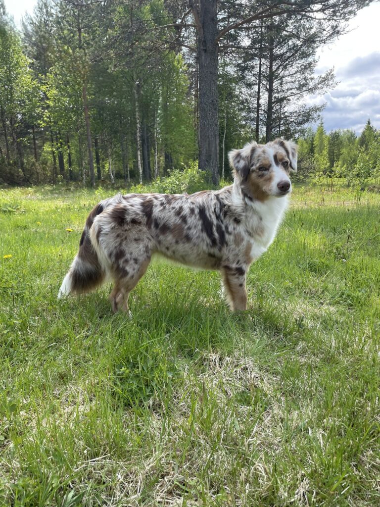 Stående hund från sidan