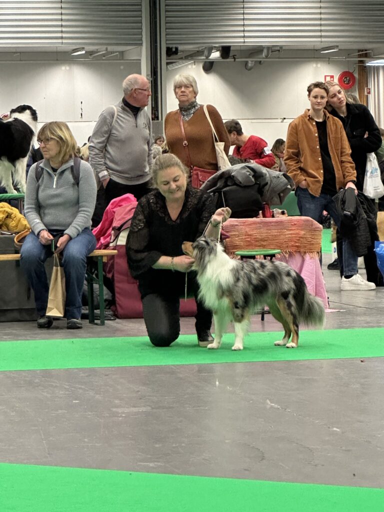 Hundutställning