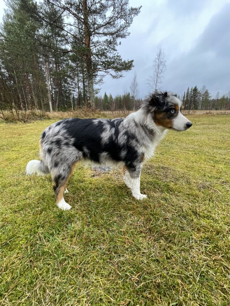 Stående hund från sidan