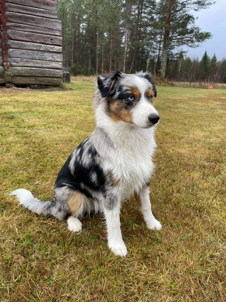 Sittande hund framifrån 