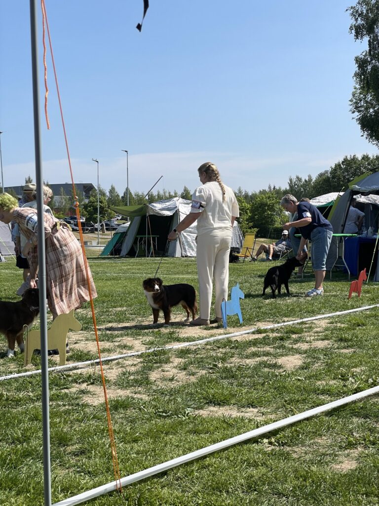 Hundutställning