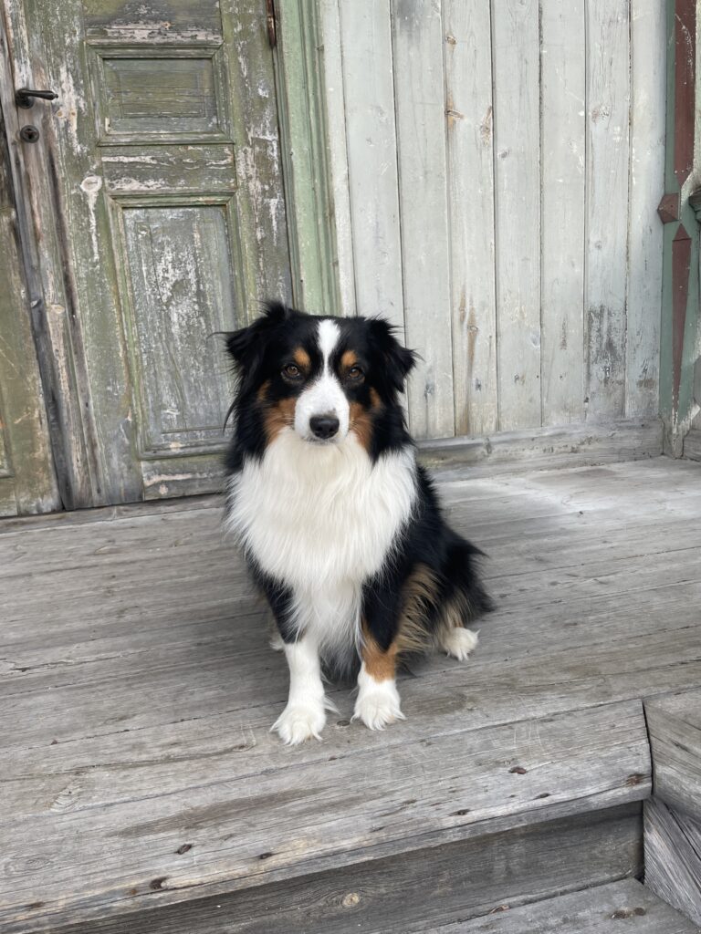 Sittande hund framifrån