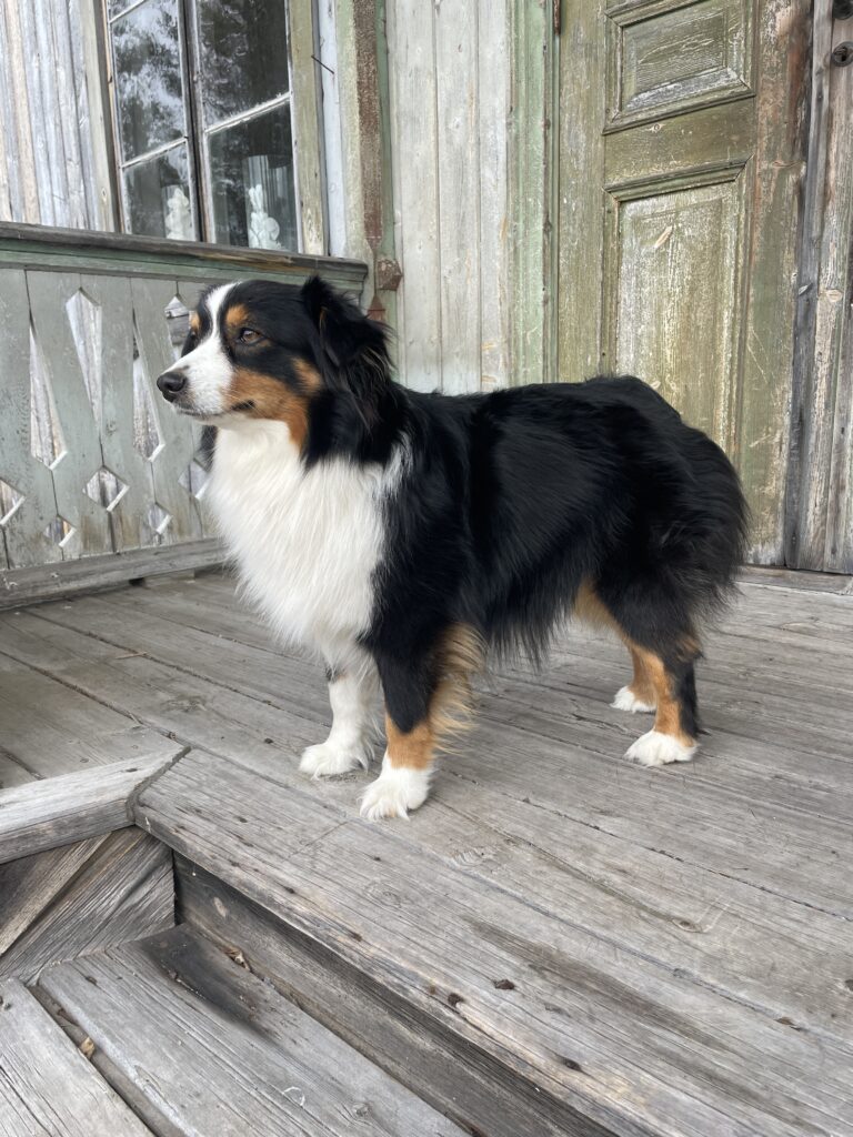 Stående hund från sidan