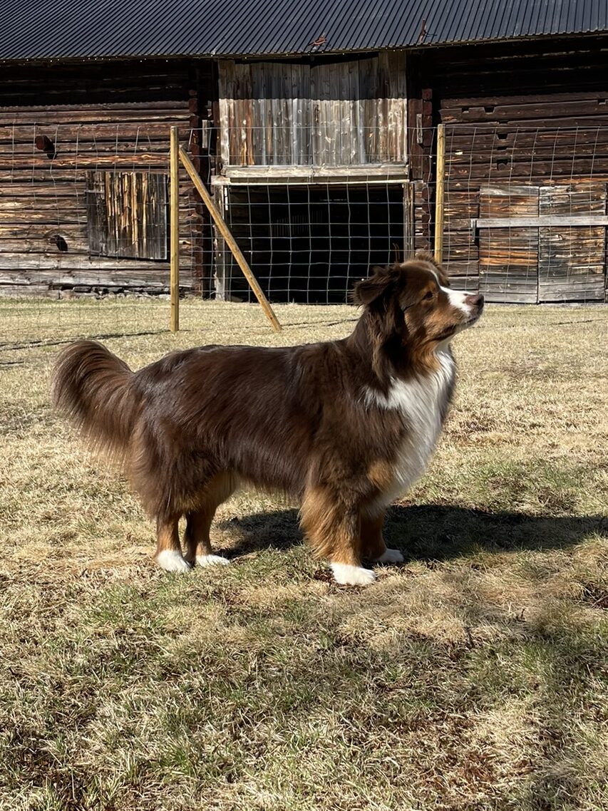 Stående hund från sidan