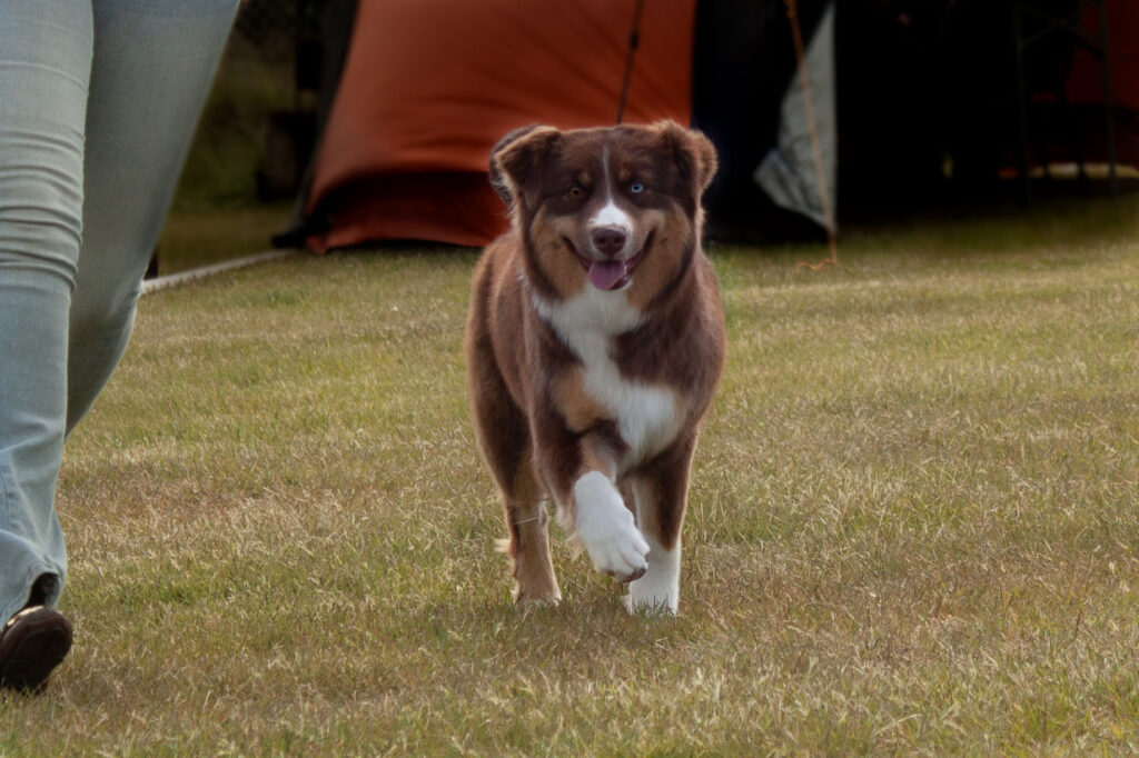 Travande hund framifrån
