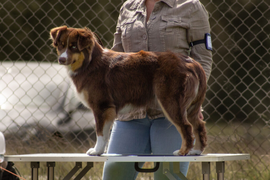Stående hund från sidan