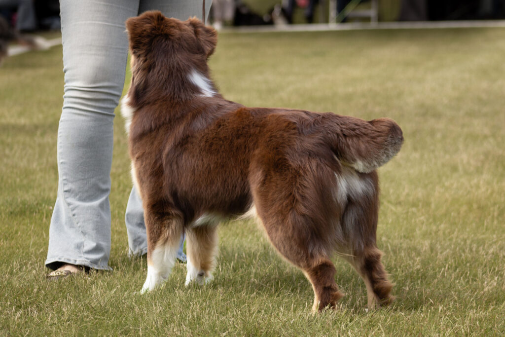 Stående hund från sidan