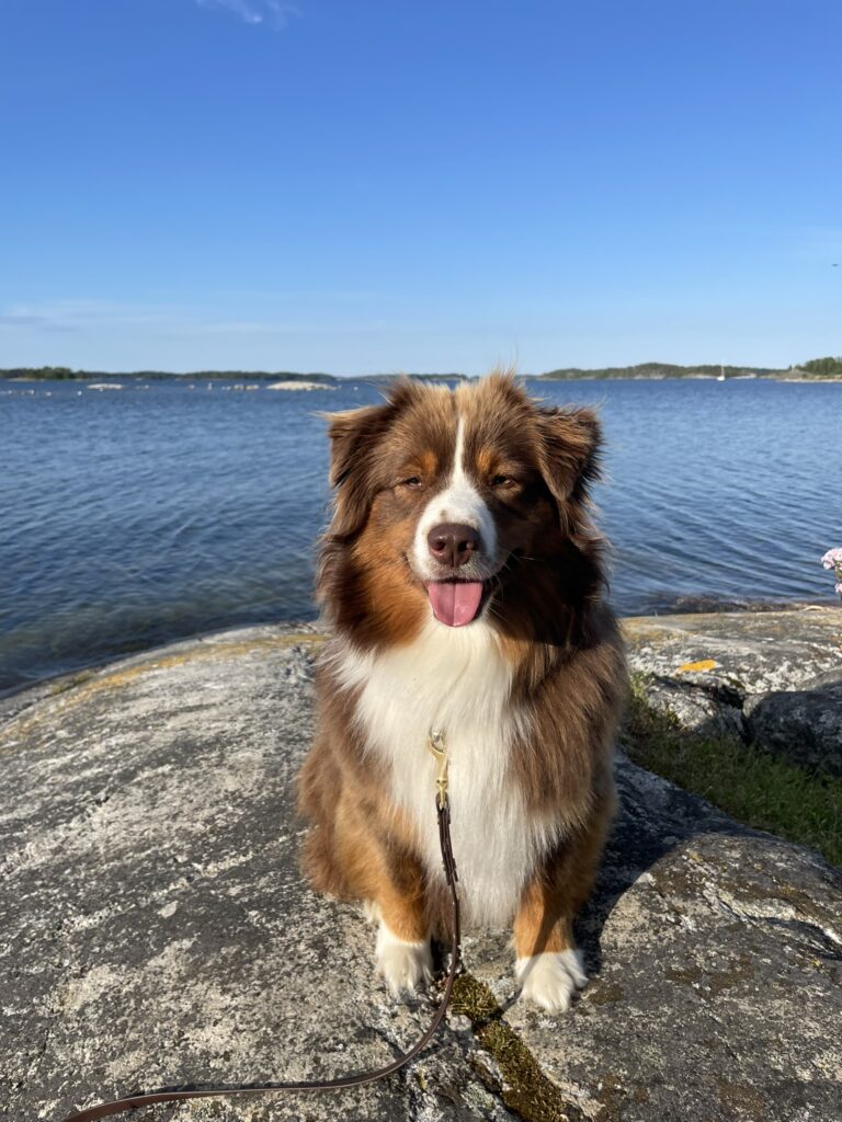 Sittande hund framifrån