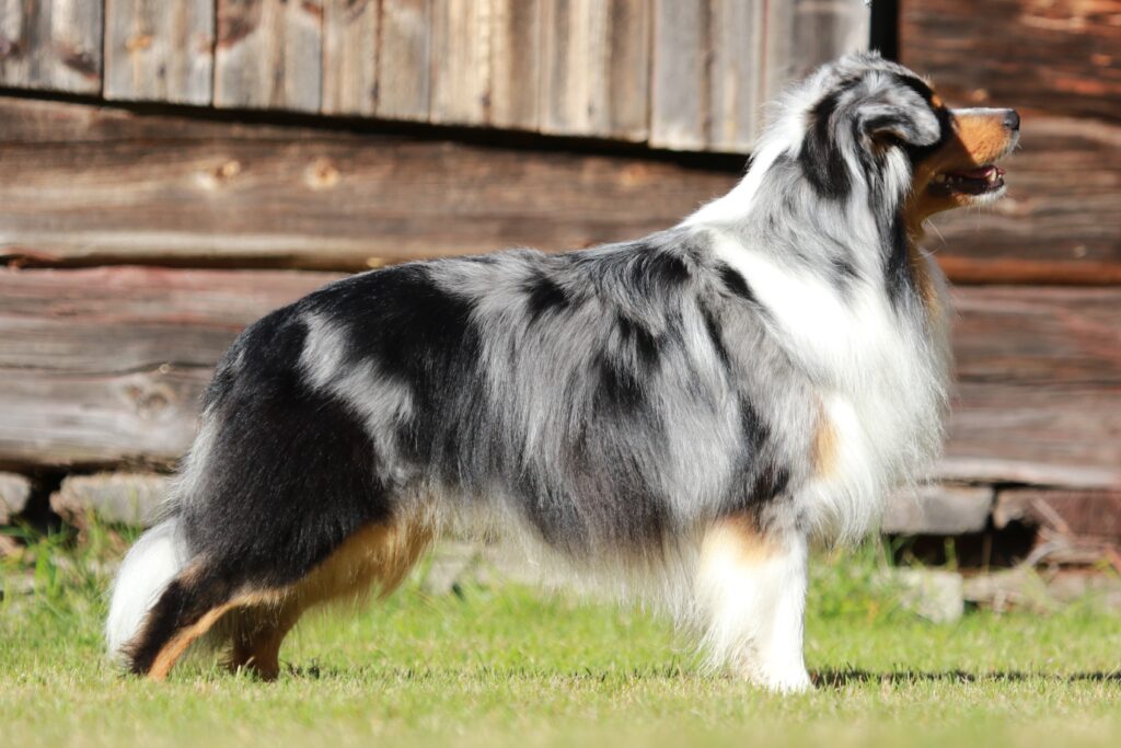 Stående hund från sidan