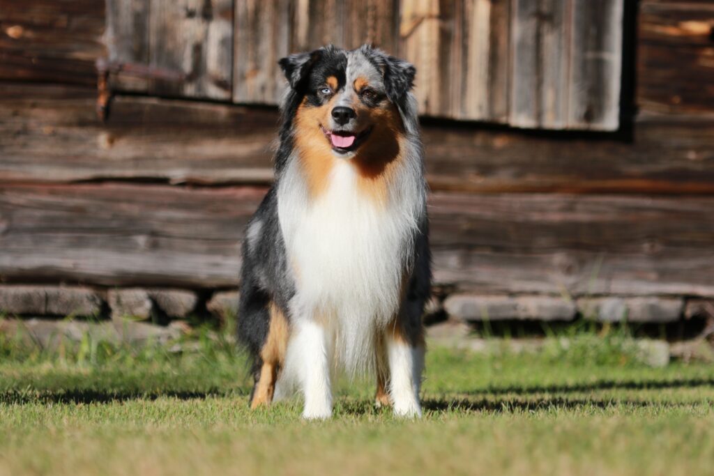 Stående hund framifrån