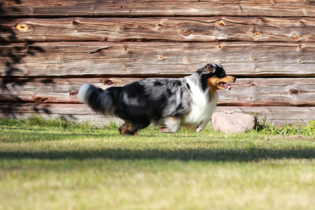 Springande hund från sidan 