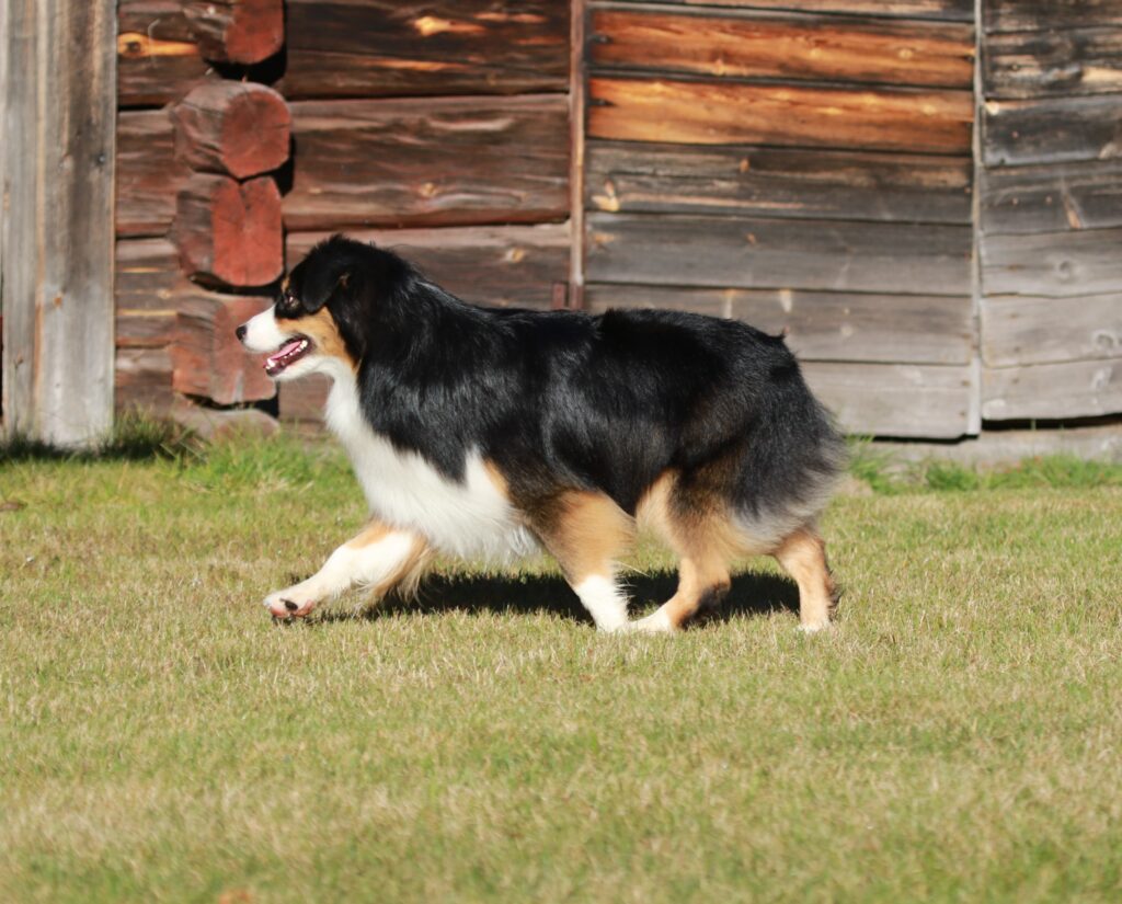 Travande hund från sidan