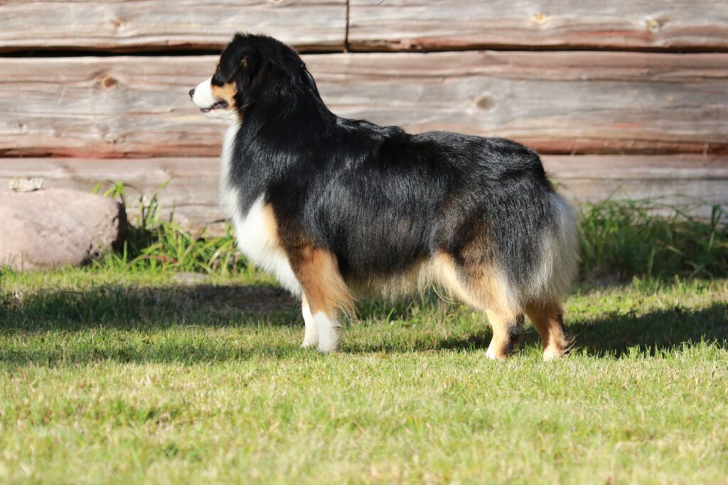 Stående hund från sidan