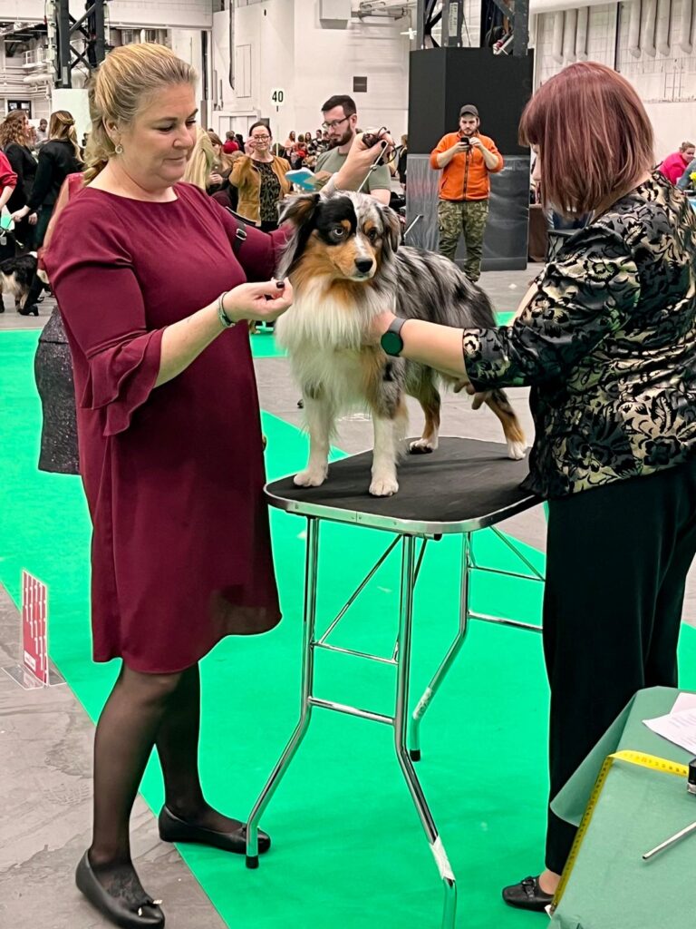 Hundutställning