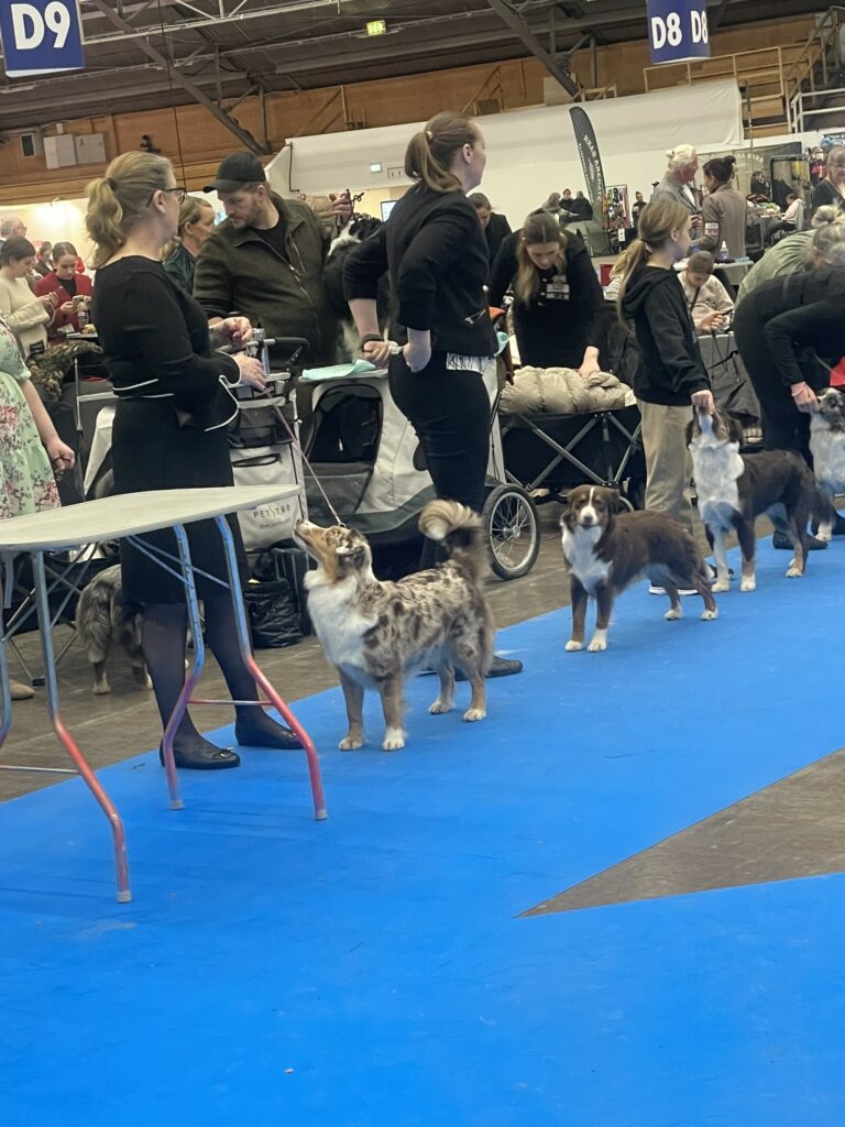 Hundutställning