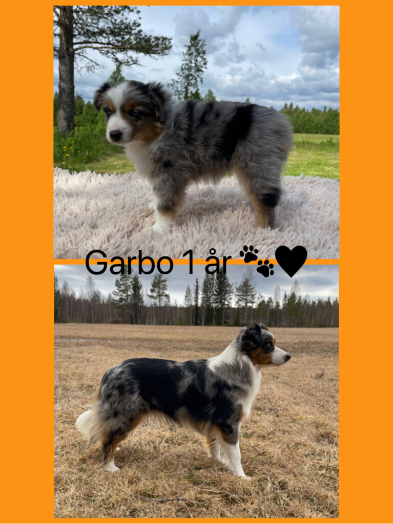 MAS 8 veckor vs 1 år