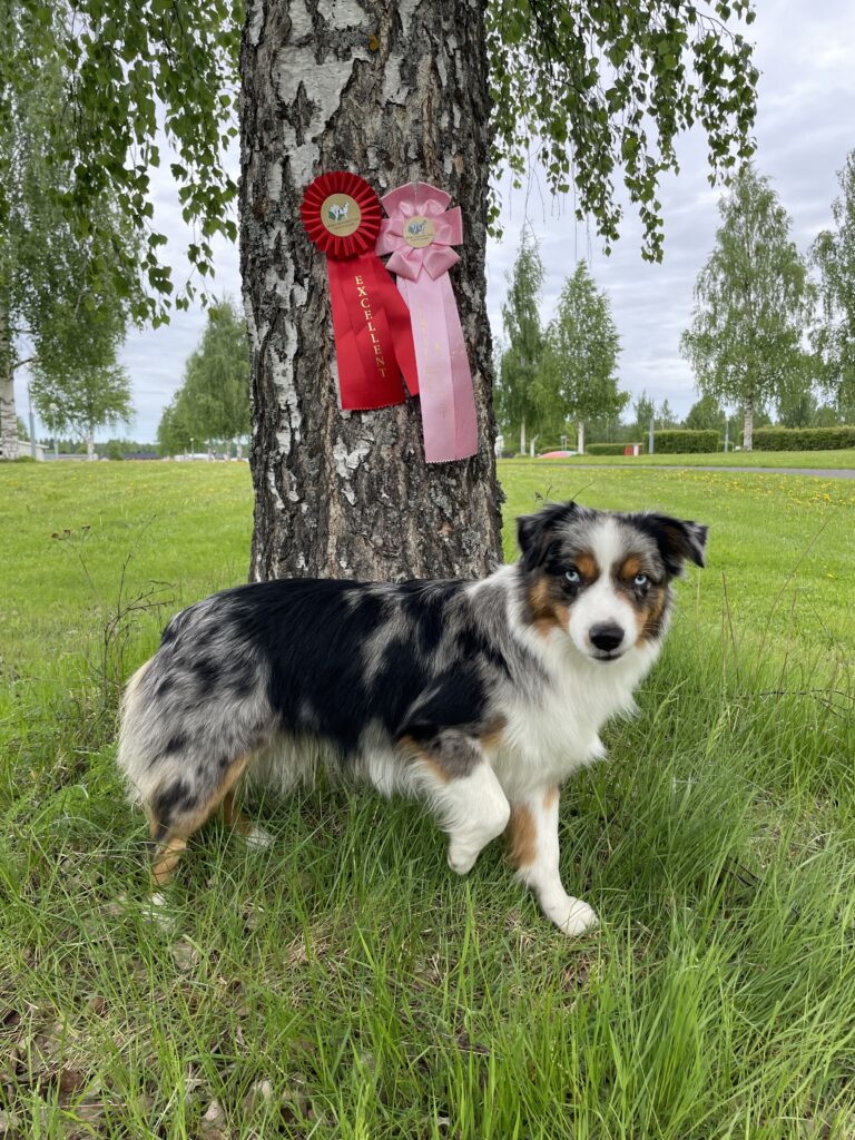 Hundutställning