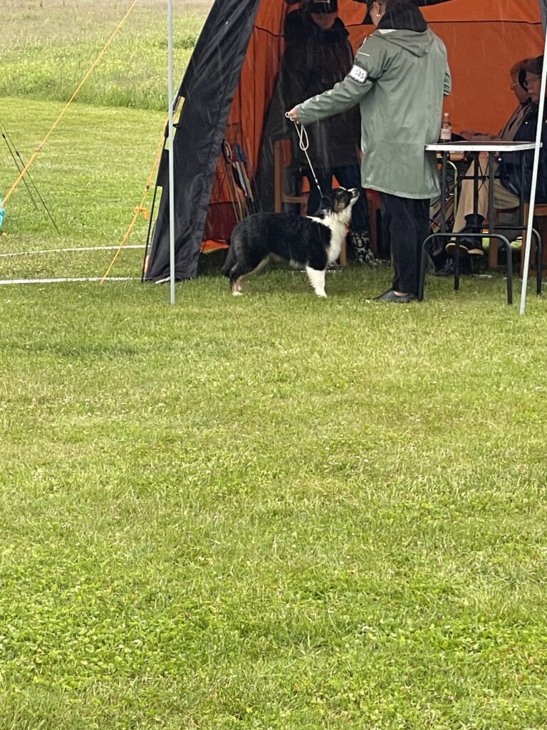 Hundutställning